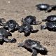 liberación de tortugas golfinas